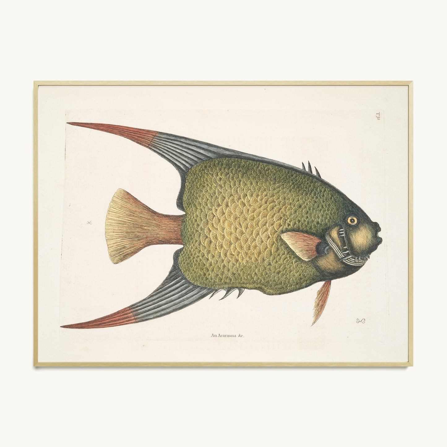 An Acarauna