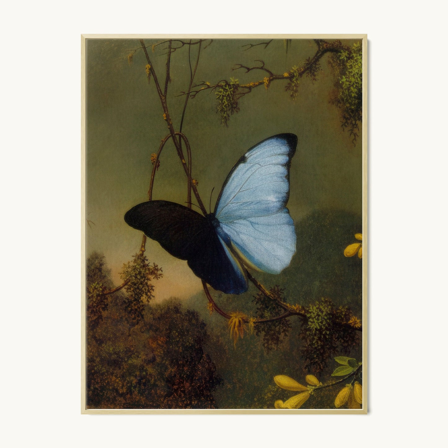 Blue Morpho Butterfly
