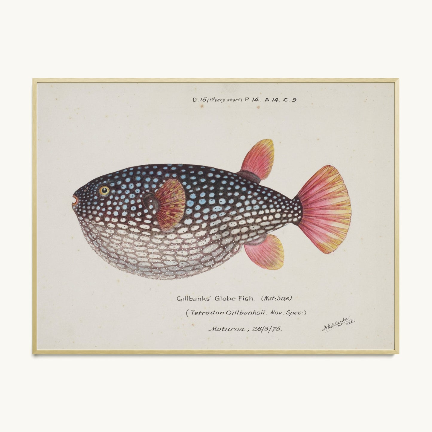 Arothron gillbanksii (Gillbanks' Globe Fish)