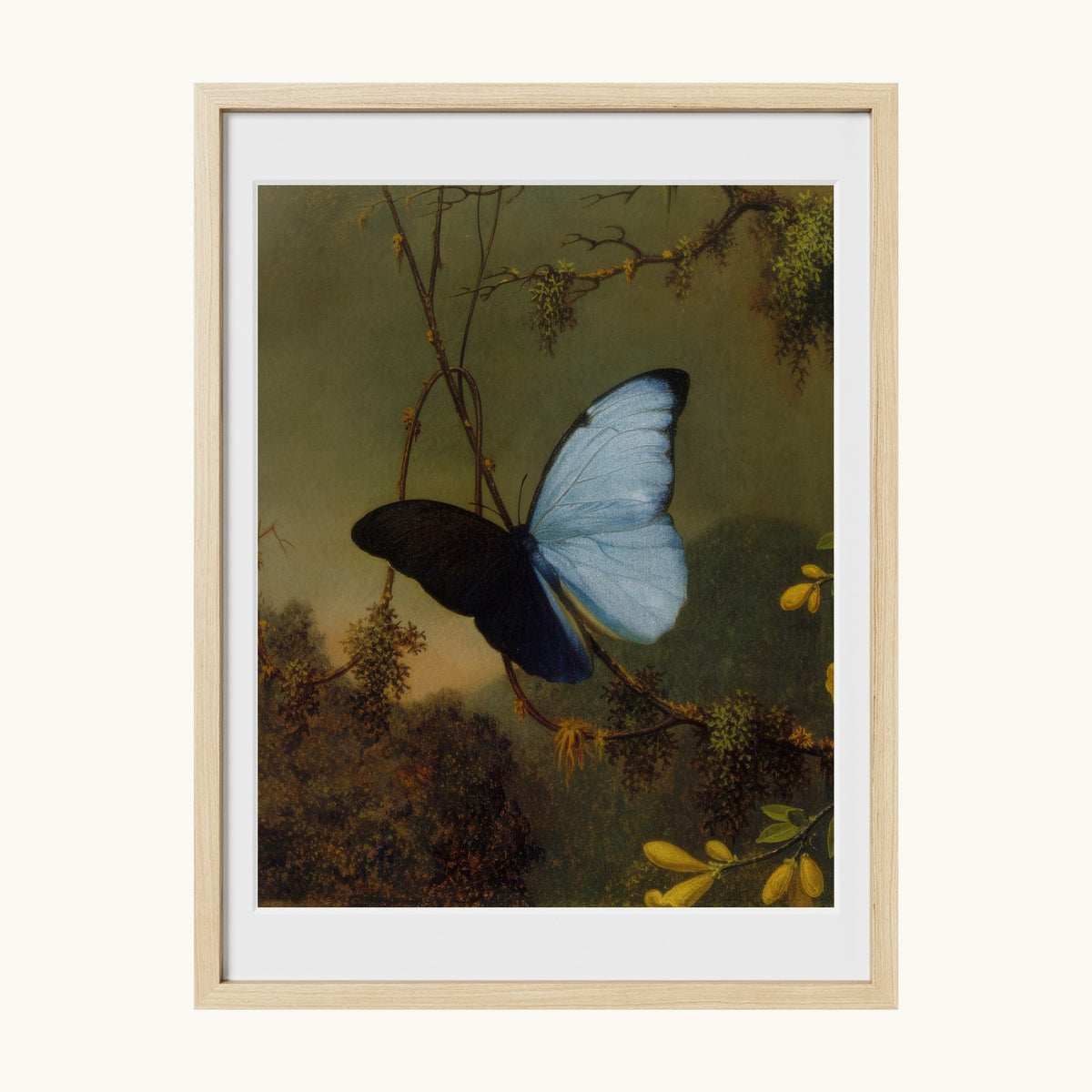 Blue Morpho Butterfly