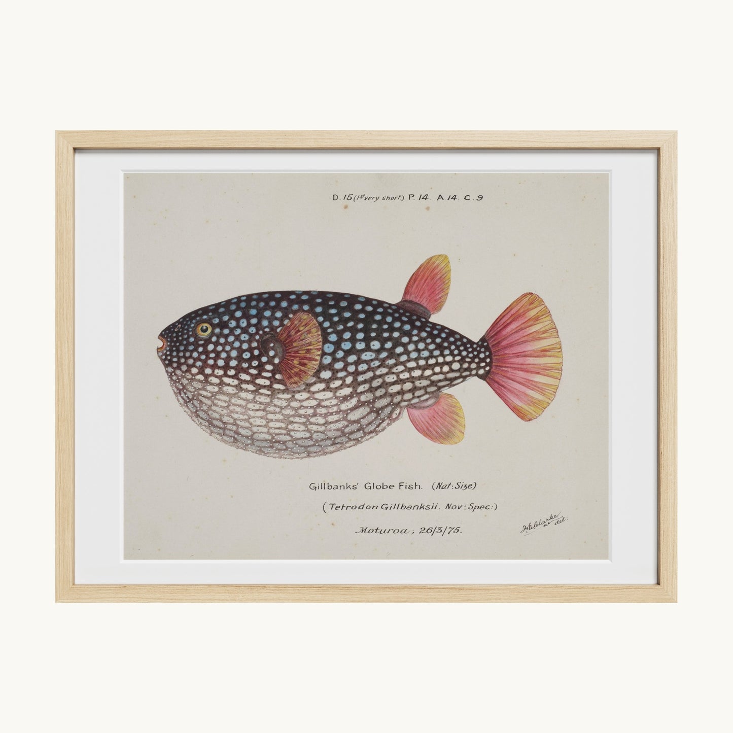 Arothron gillbanksii (Gillbanks' Globe Fish)