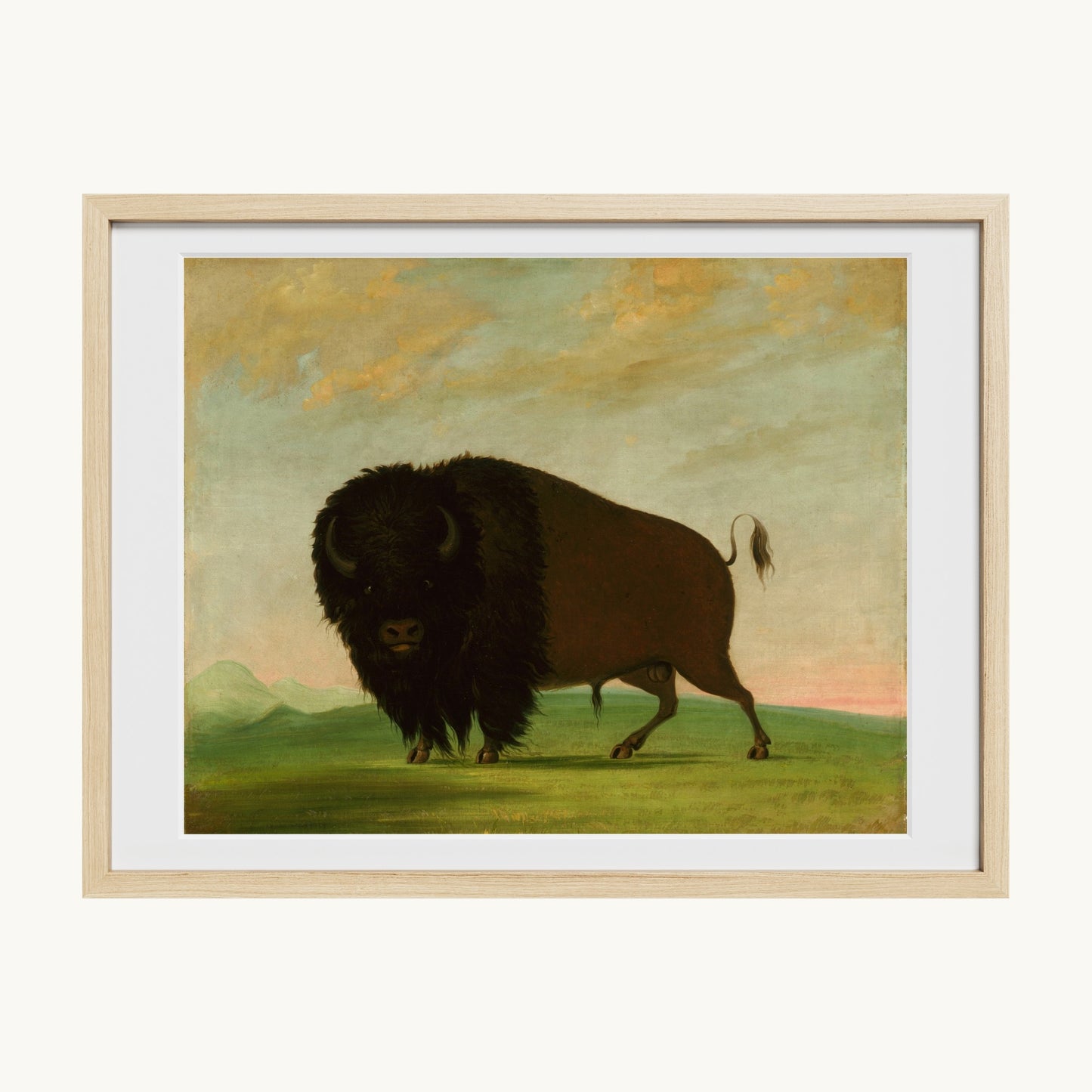 Buffalo Bull, Grazing on the Prairie