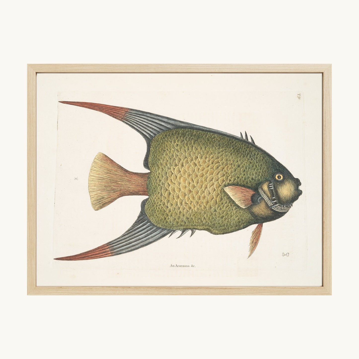 An Acarauna