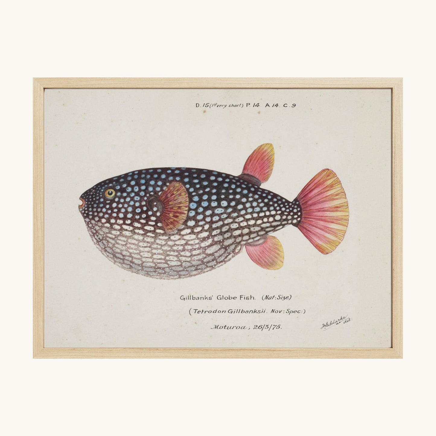 Arothron gillbanksii (Gillbanks' Globe Fish)