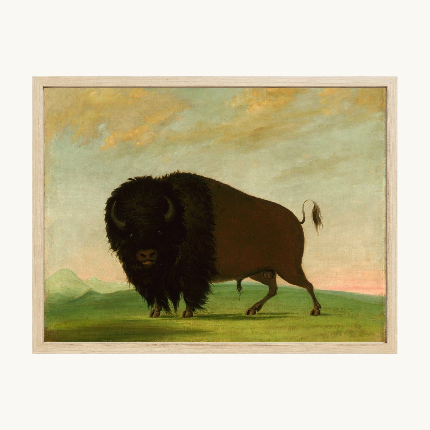 Buffalo Bull, Grazing on the Prairie