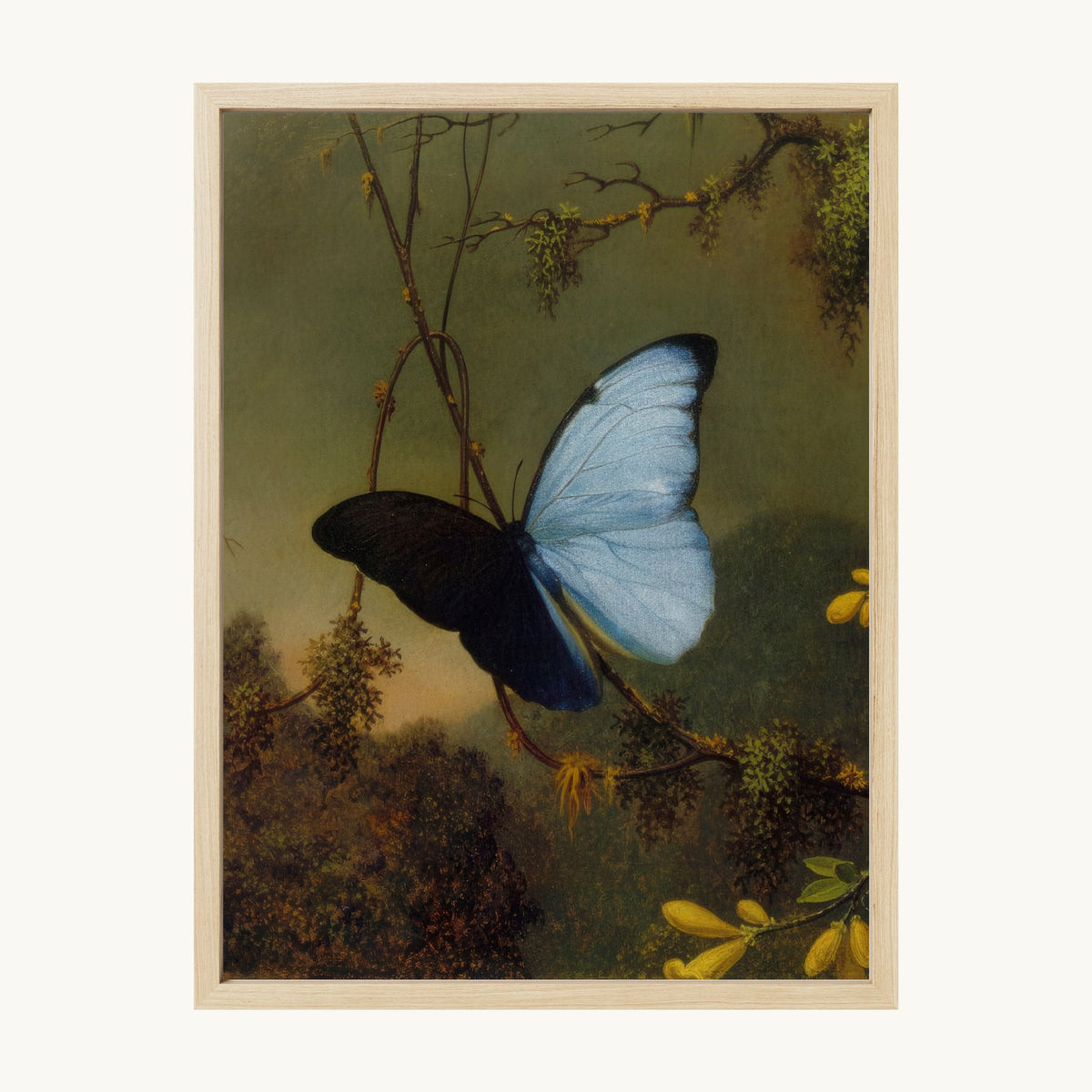 Blue Morpho Butterfly