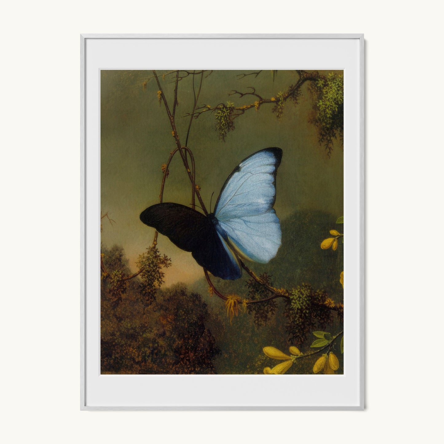 Blue Morpho Butterfly