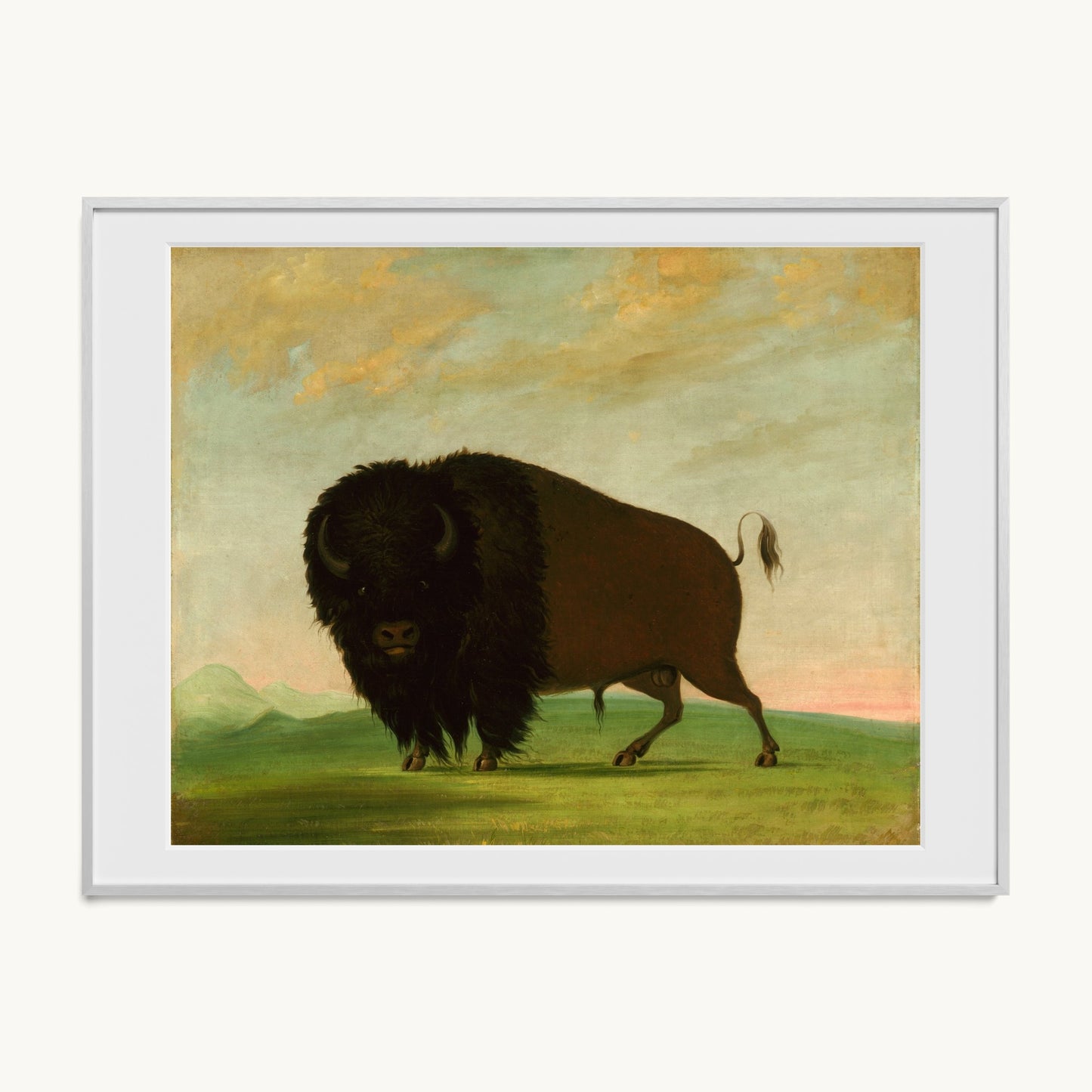 Buffalo Bull, Grazing on the Prairie