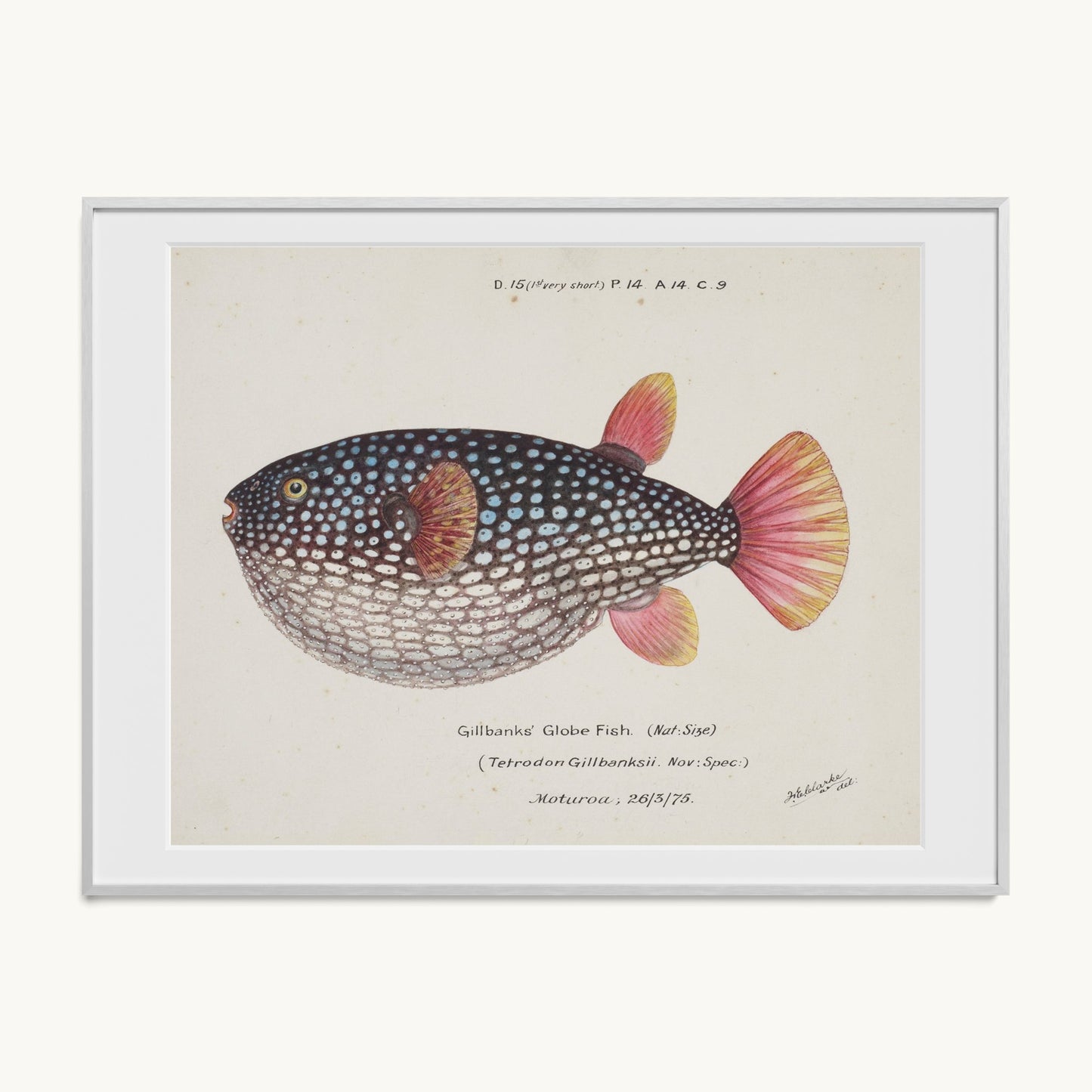Arothron gillbanksii (Gillbanks' Globe Fish)