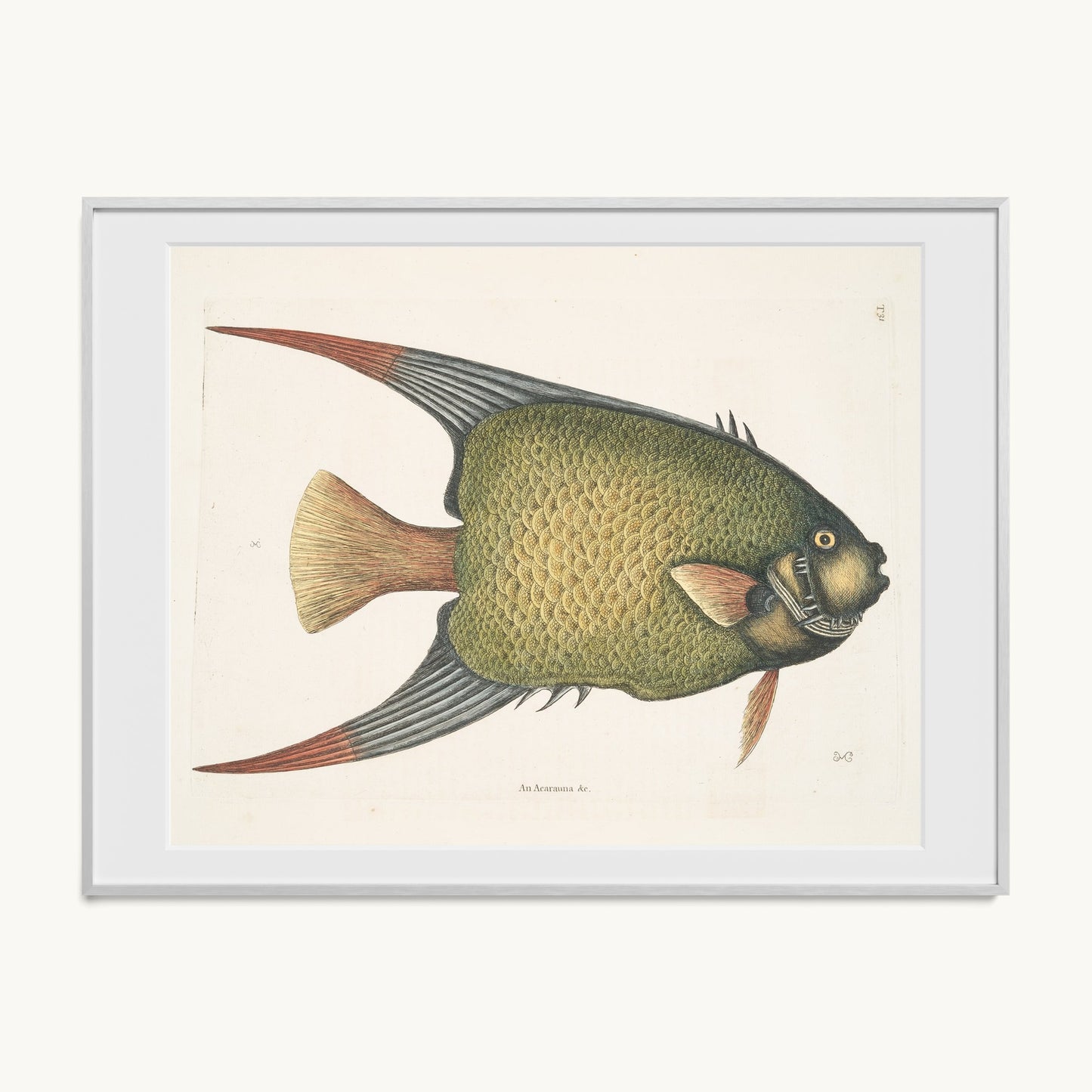 An Acarauna