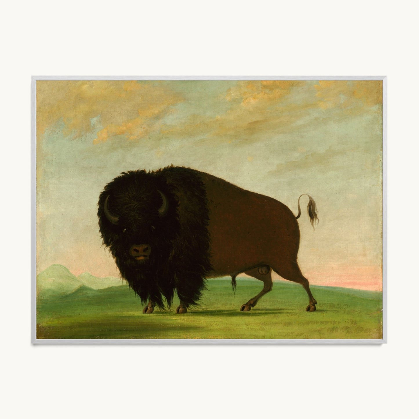 Buffalo Bull, Grazing on the Prairie