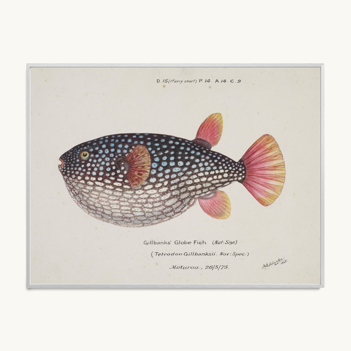 Arothron gillbanksii (Gillbanks' Globe Fish)