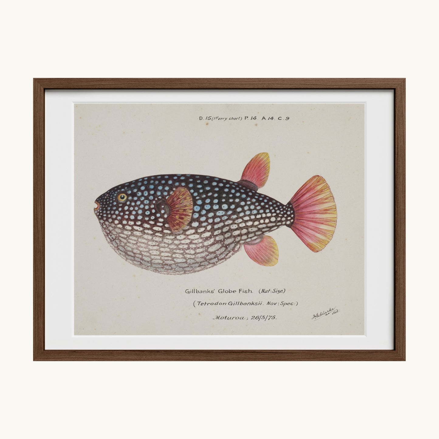 Arothron gillbanksii (Gillbanks' Globe Fish)