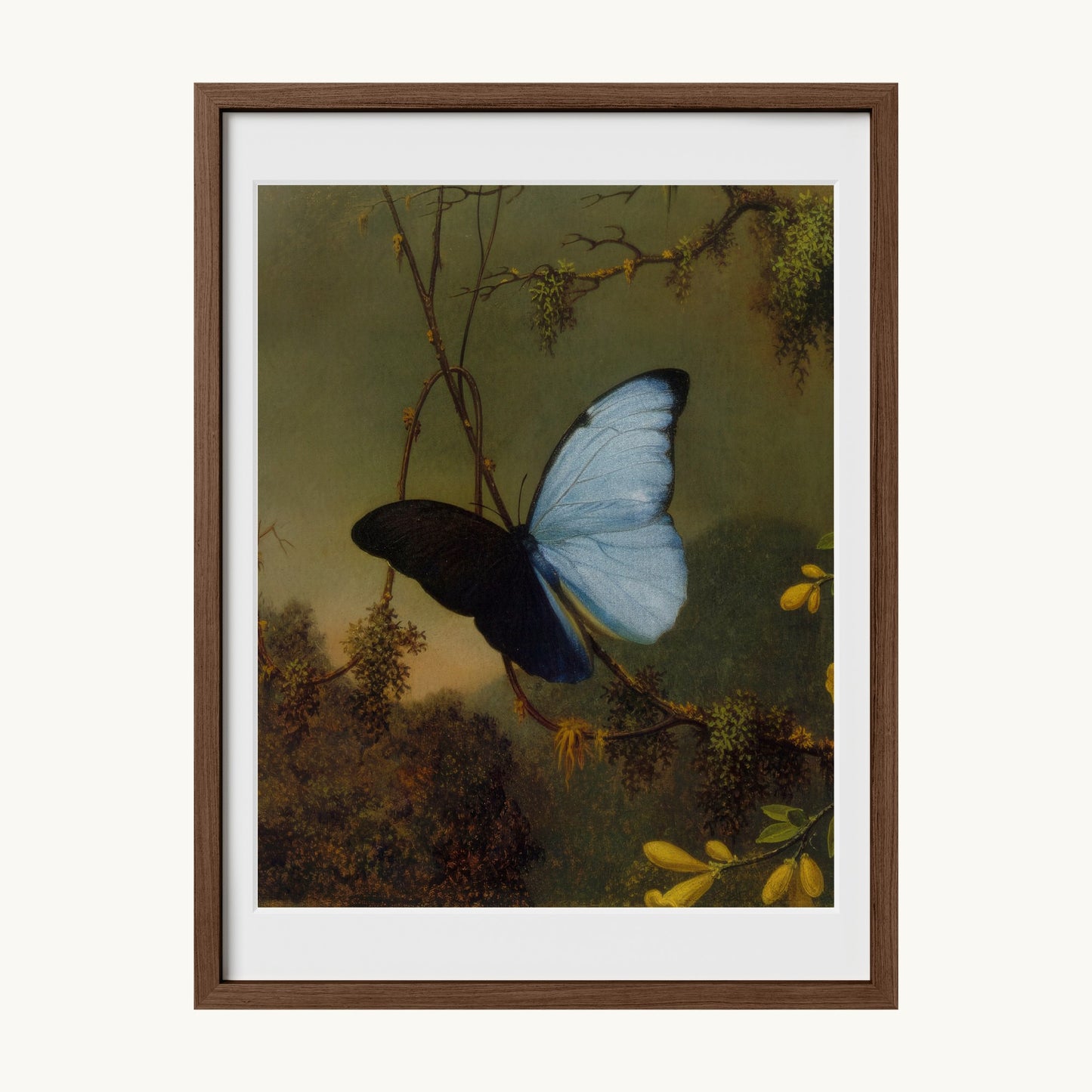 Blue Morpho Butterfly