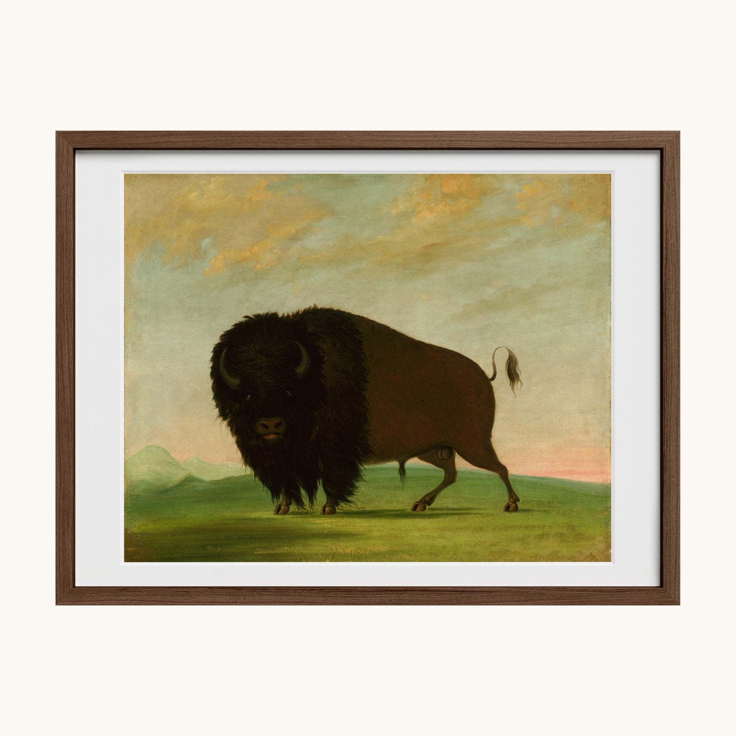 Buffalo Bull, Grazing on the Prairie