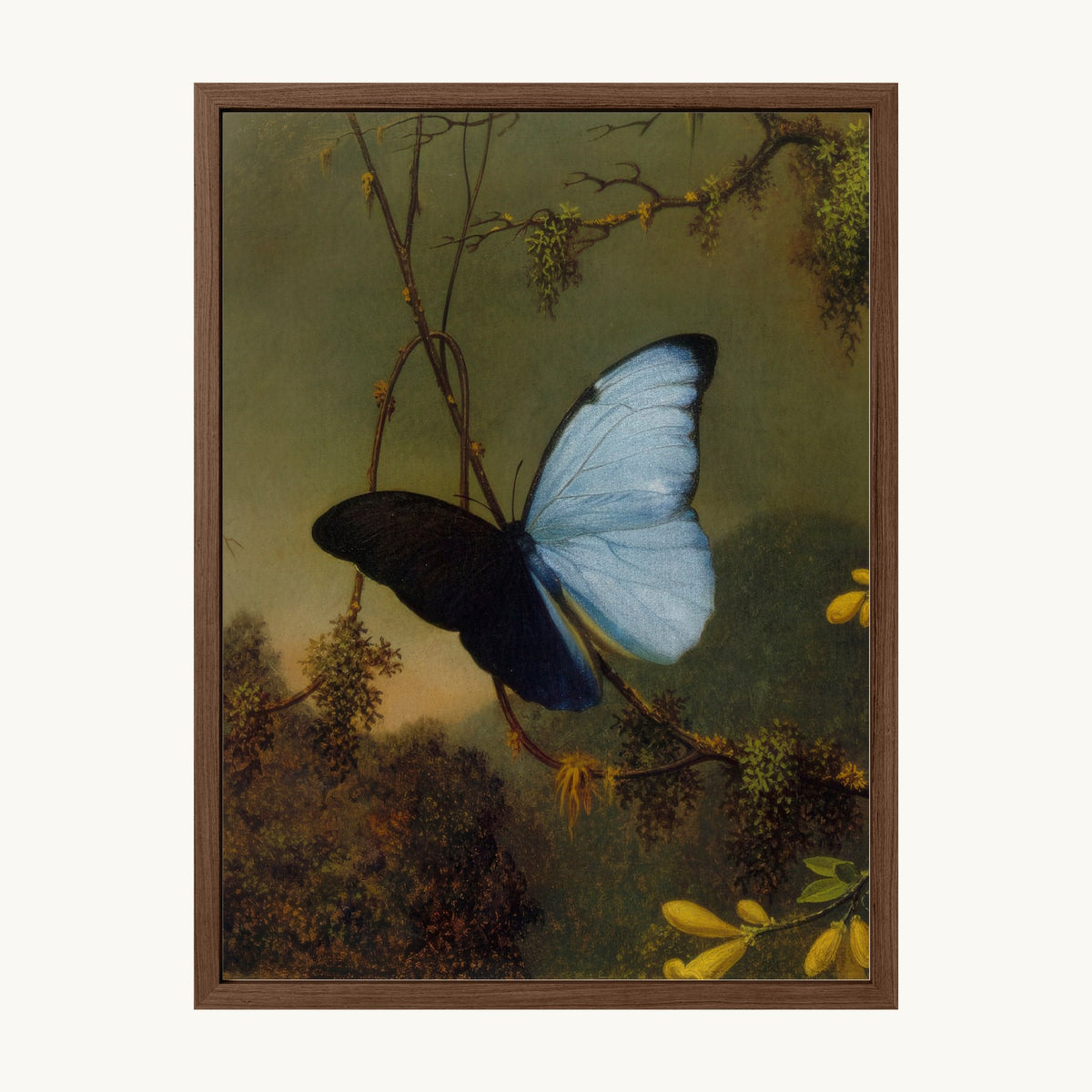 Blue Morpho Butterfly