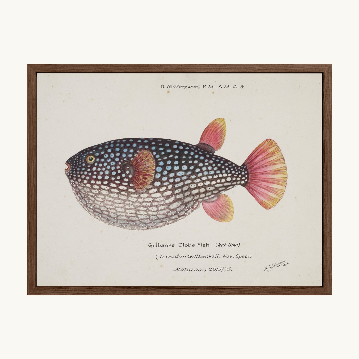 Arothron gillbanksii (Gillbanks' Globe Fish)