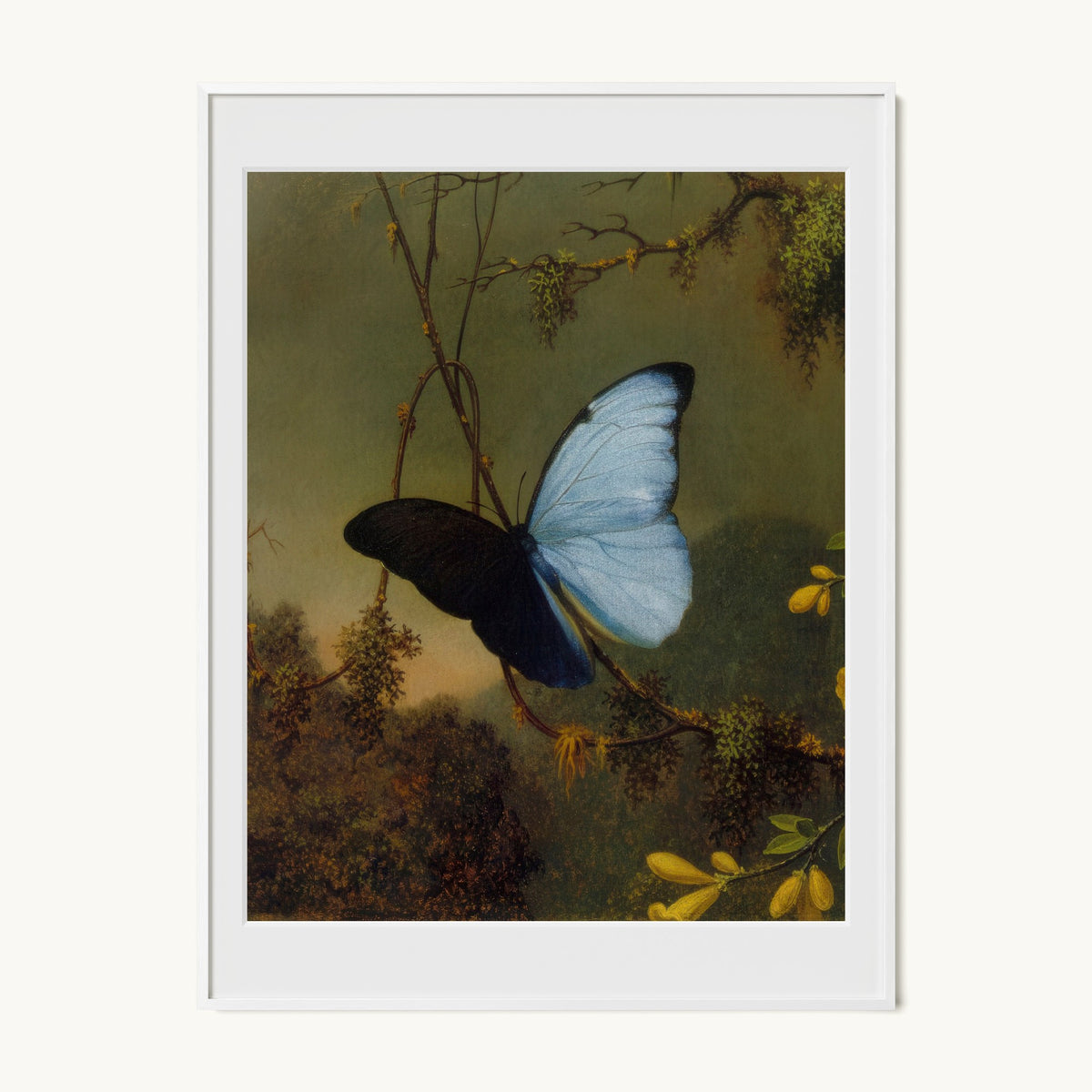 Blue Morpho Butterfly