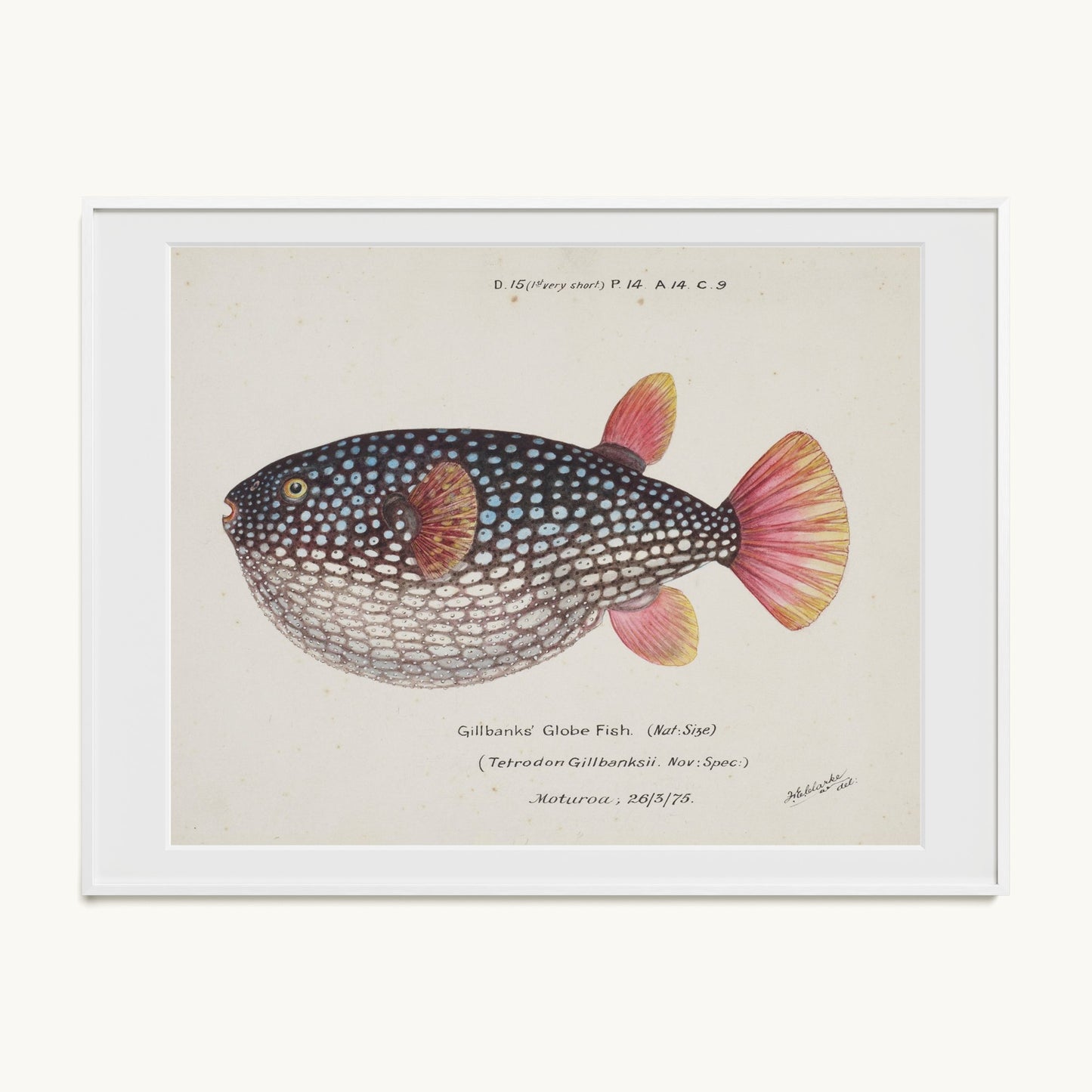 Arothron gillbanksii (Gillbanks' Globe Fish)