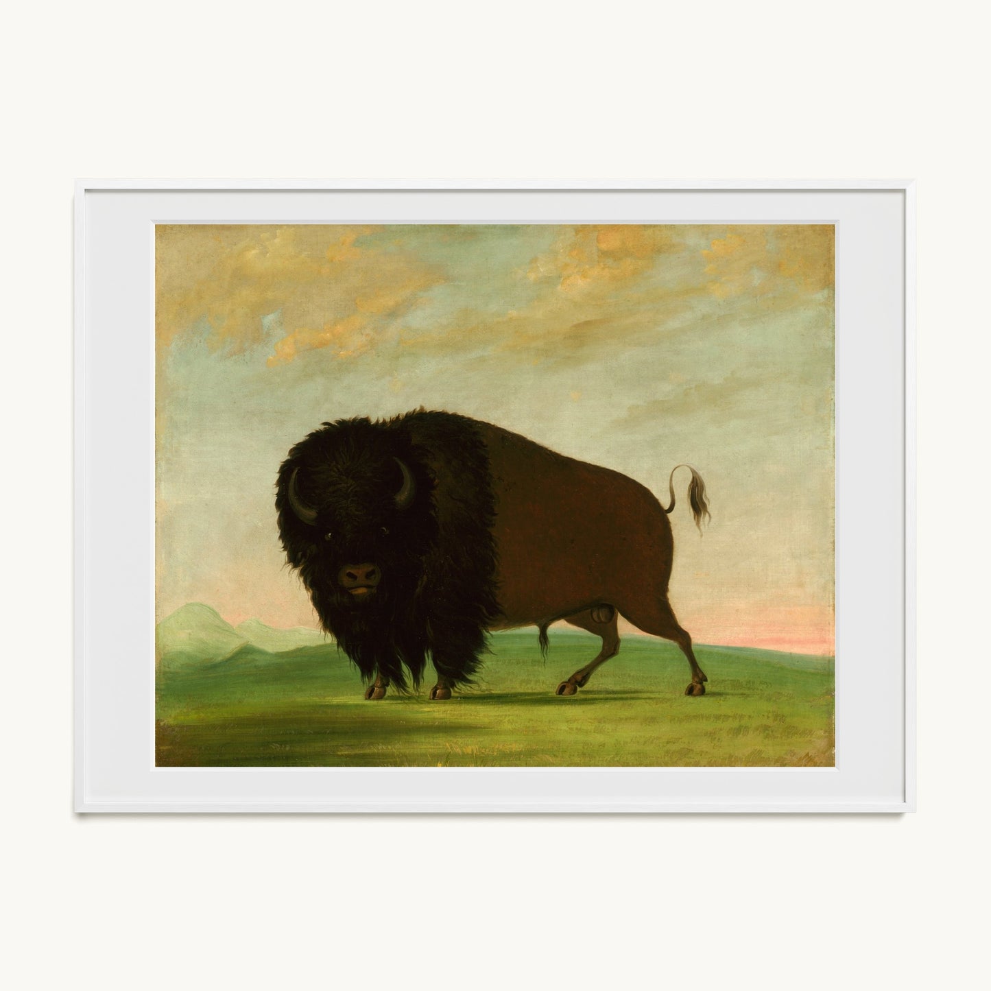 Buffalo Bull, Grazing on the Prairie