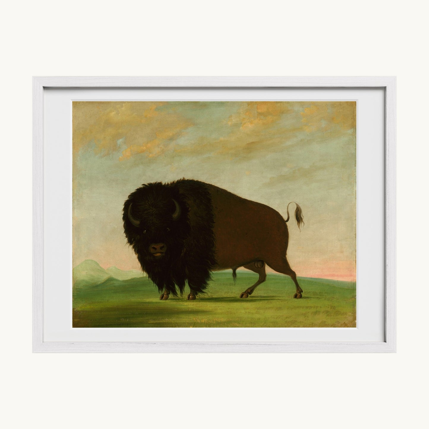Buffalo Bull, Grazing on the Prairie