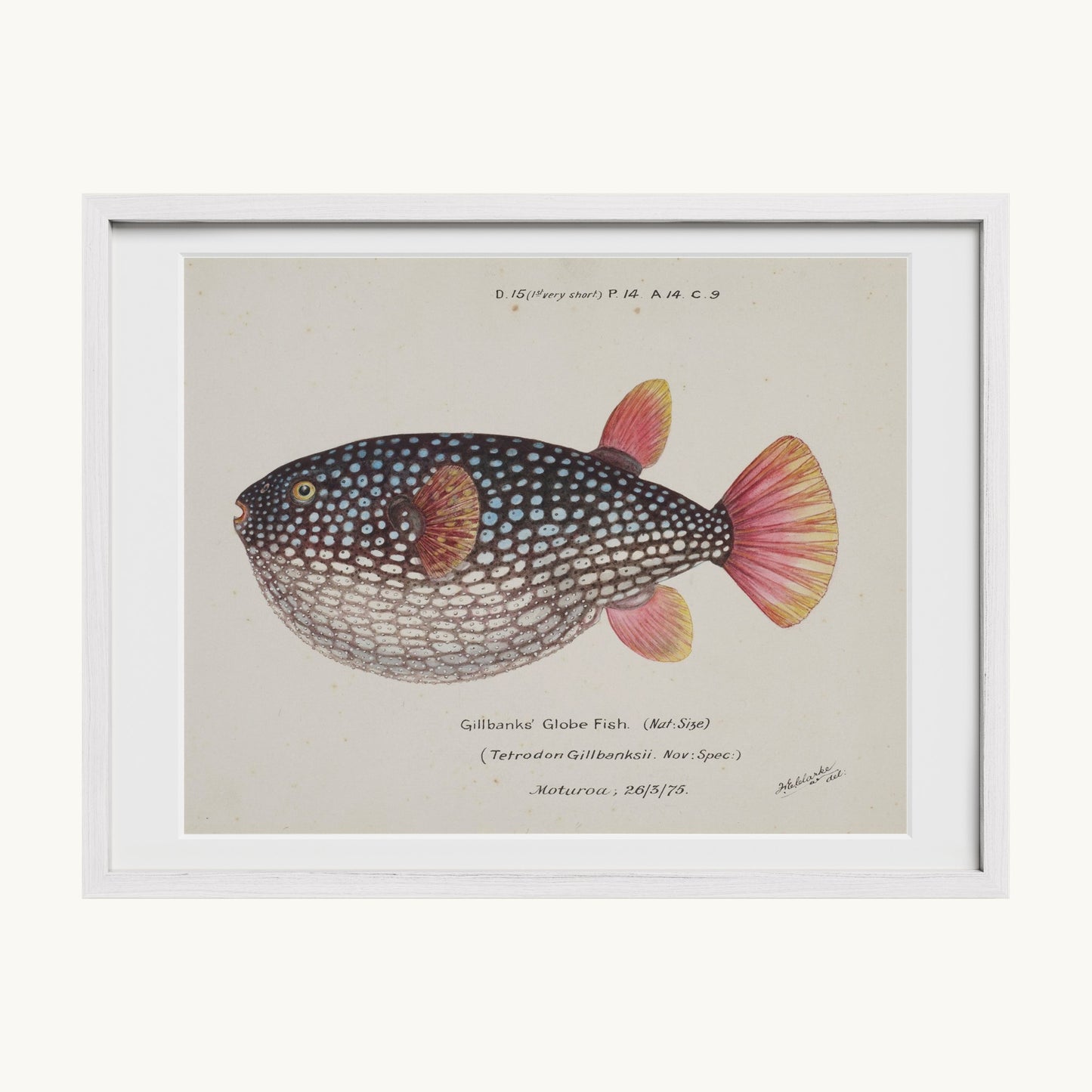 Arothron gillbanksii (Gillbanks' Globe Fish)