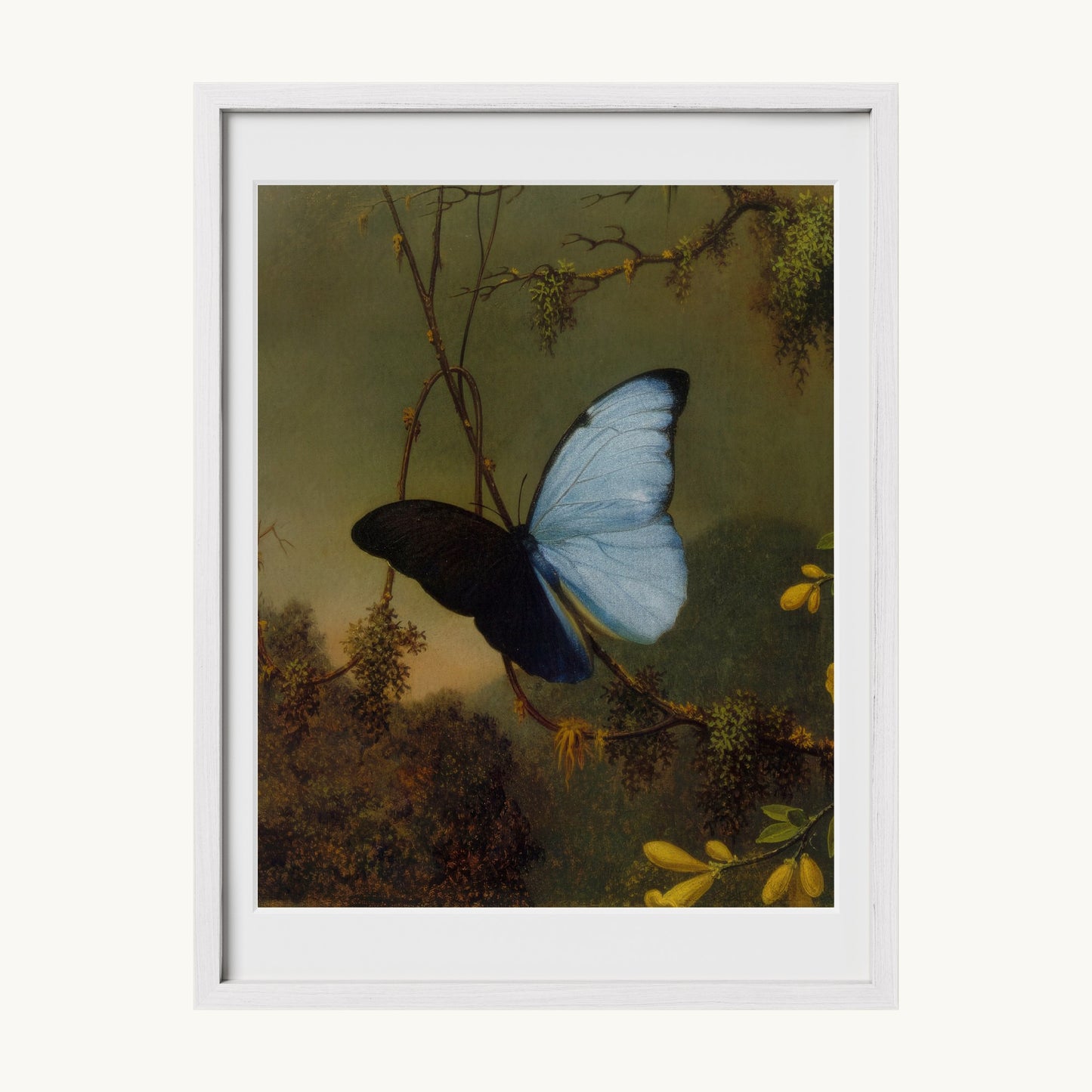 Blue Morpho Butterfly