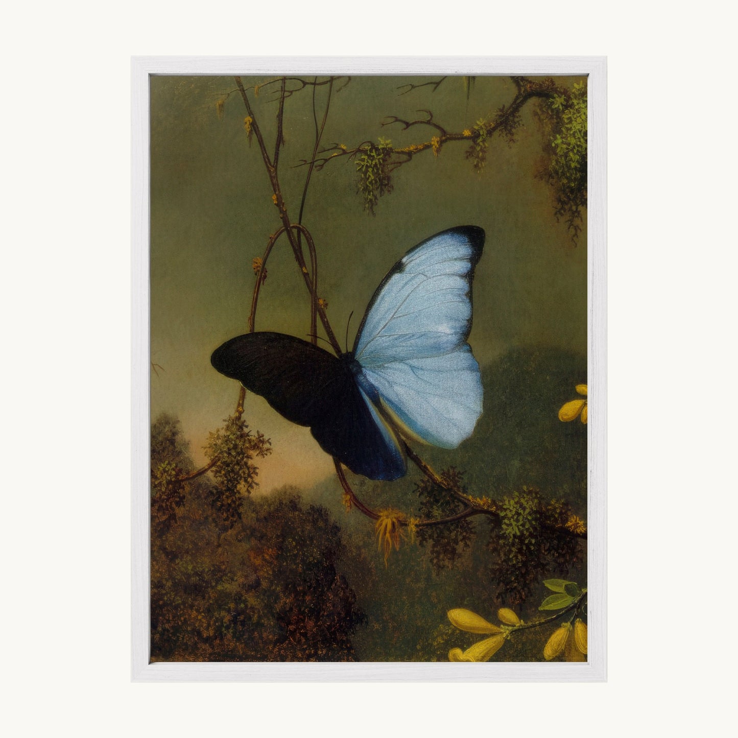 Blue Morpho Butterfly