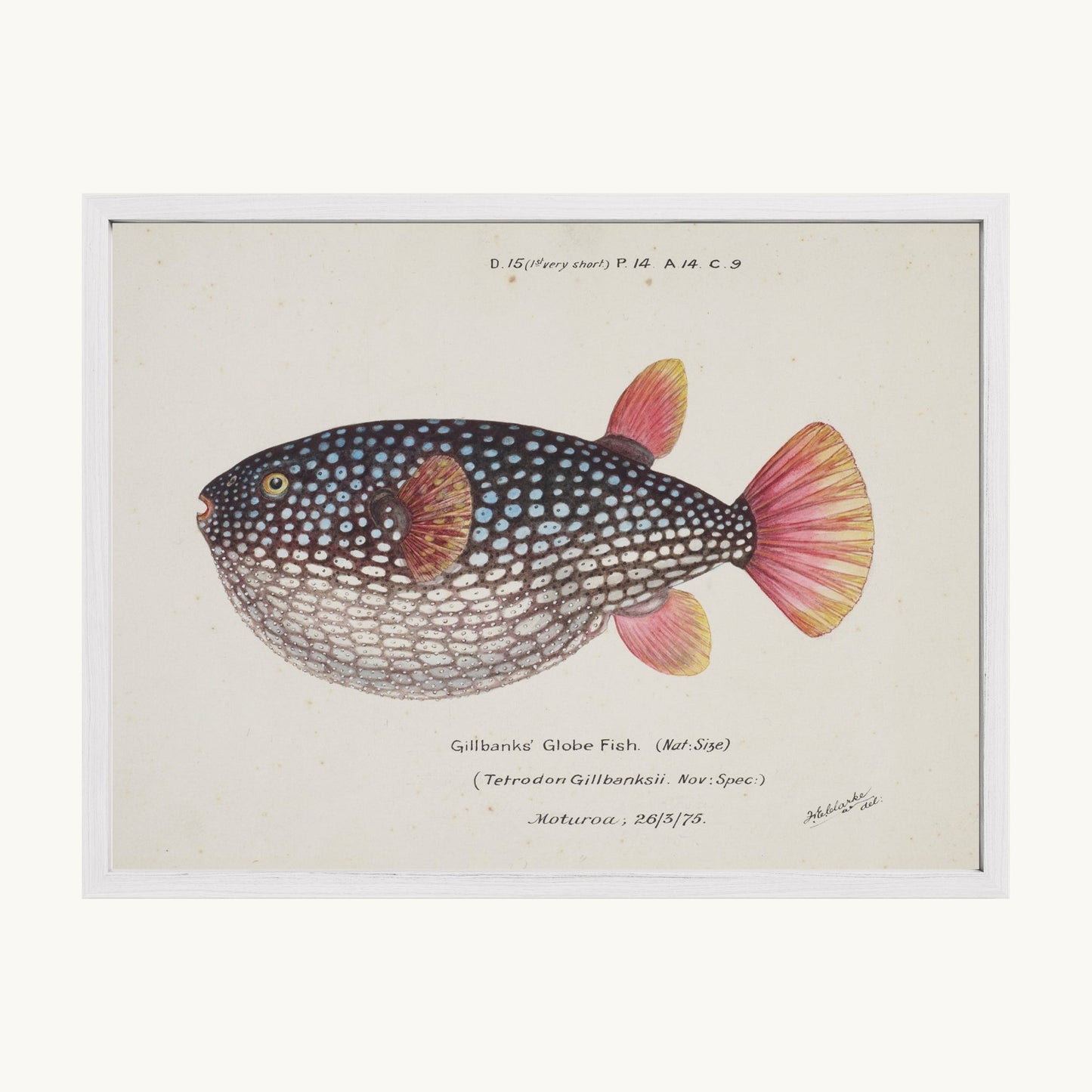 Arothron gillbanksii (Gillbanks' Globe Fish)