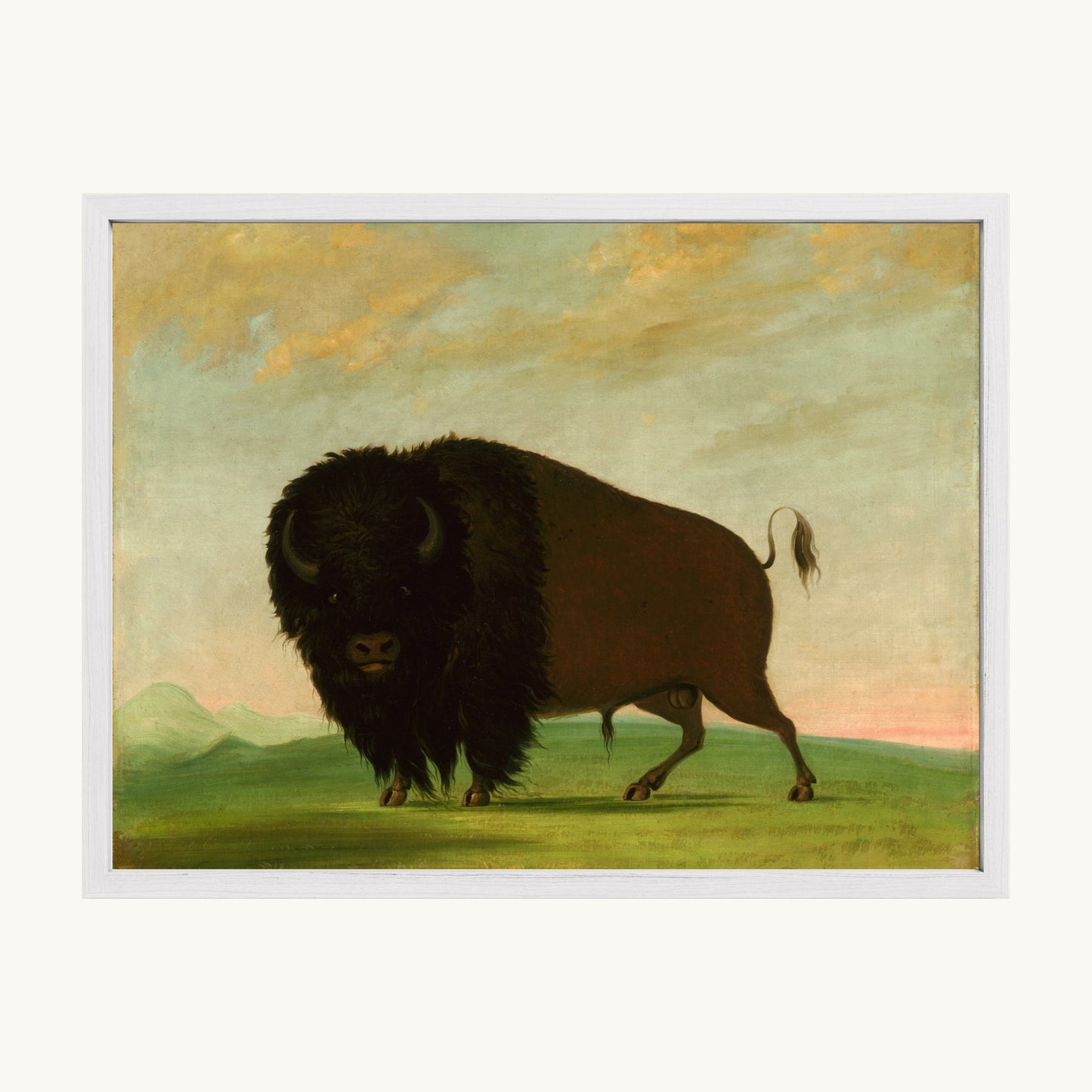 Buffalo Bull, Grazing on the Prairie