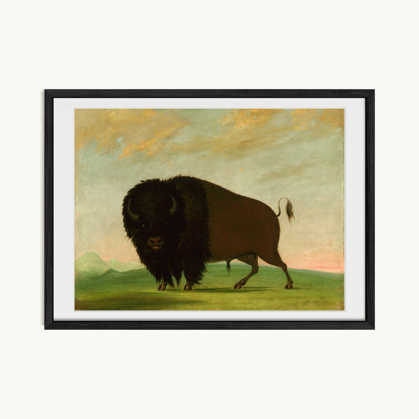 Buffalo Bull, Grazing on the Prairie