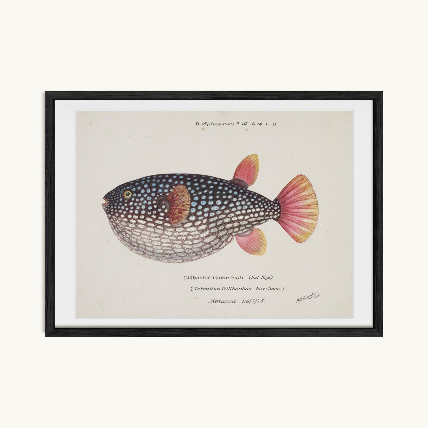 Arothron gillbanksii (Gillbanks' Globe Fish)