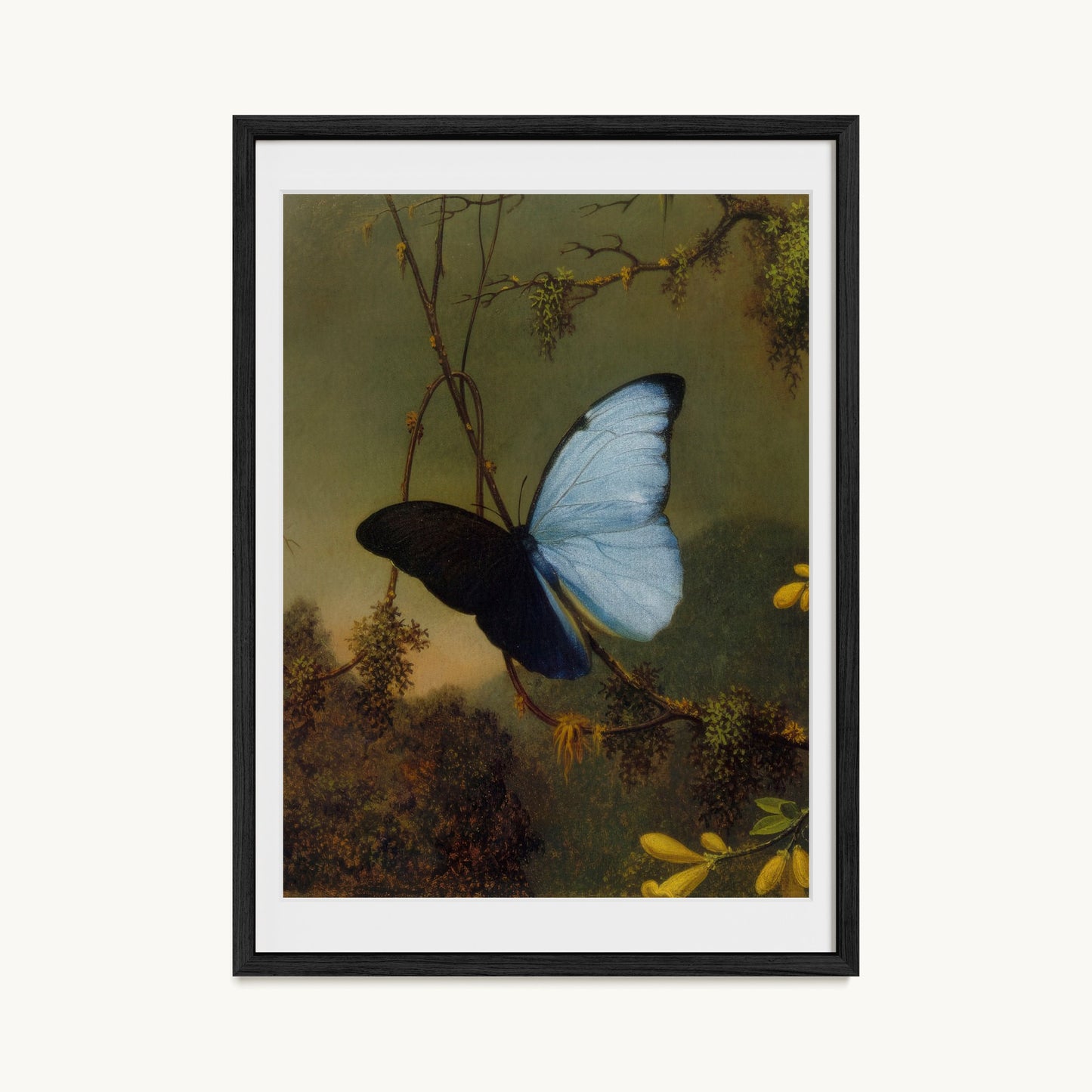 Blue Morpho Butterfly