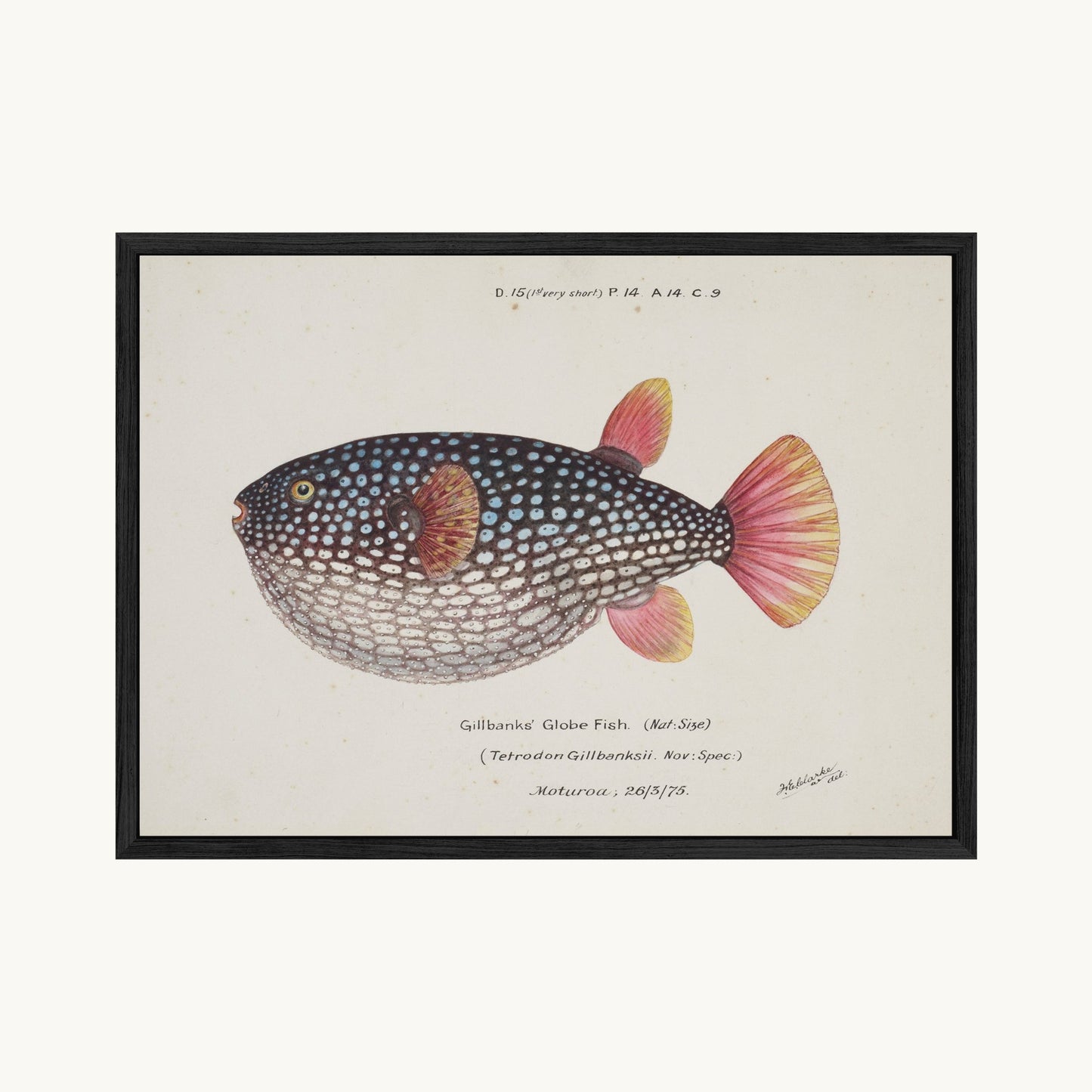 Arothron gillbanksii (Gillbanks' Globe Fish)