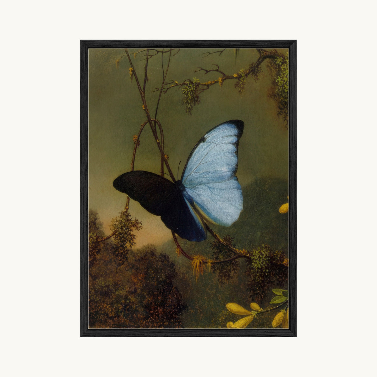 Blue Morpho Butterfly