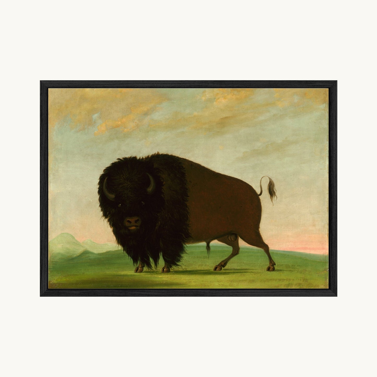 Buffalo Bull, Grazing on the Prairie