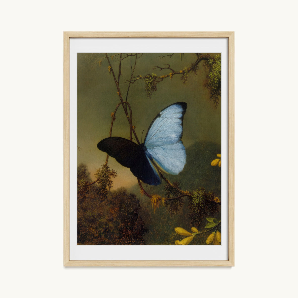 Blue Morpho Butterfly