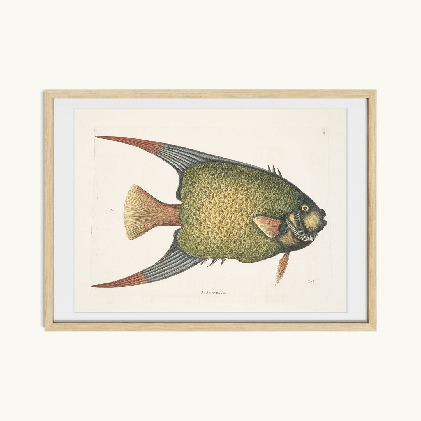 An Acarauna