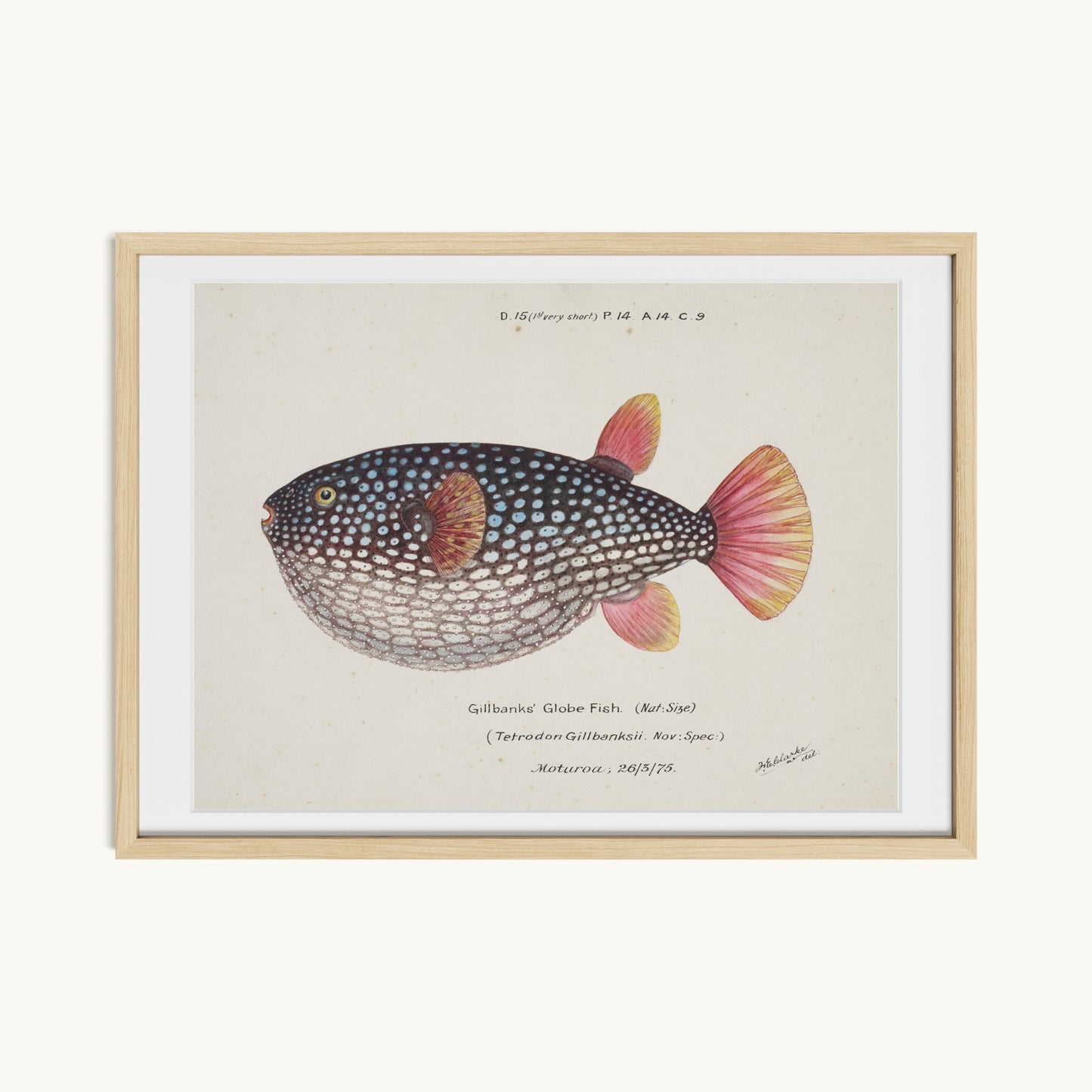 Arothron gillbanksii (Gillbanks' Globe Fish)