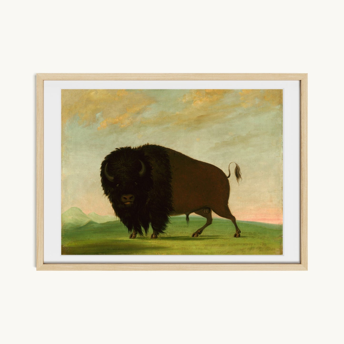 Buffalo Bull, Grazing on the Prairie