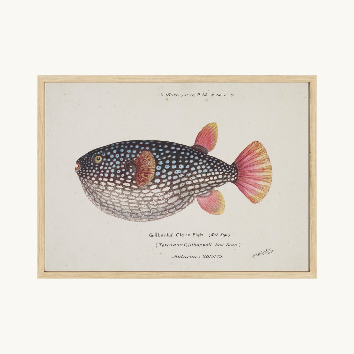Arothron gillbanksii (Gillbanks' Globe Fish)