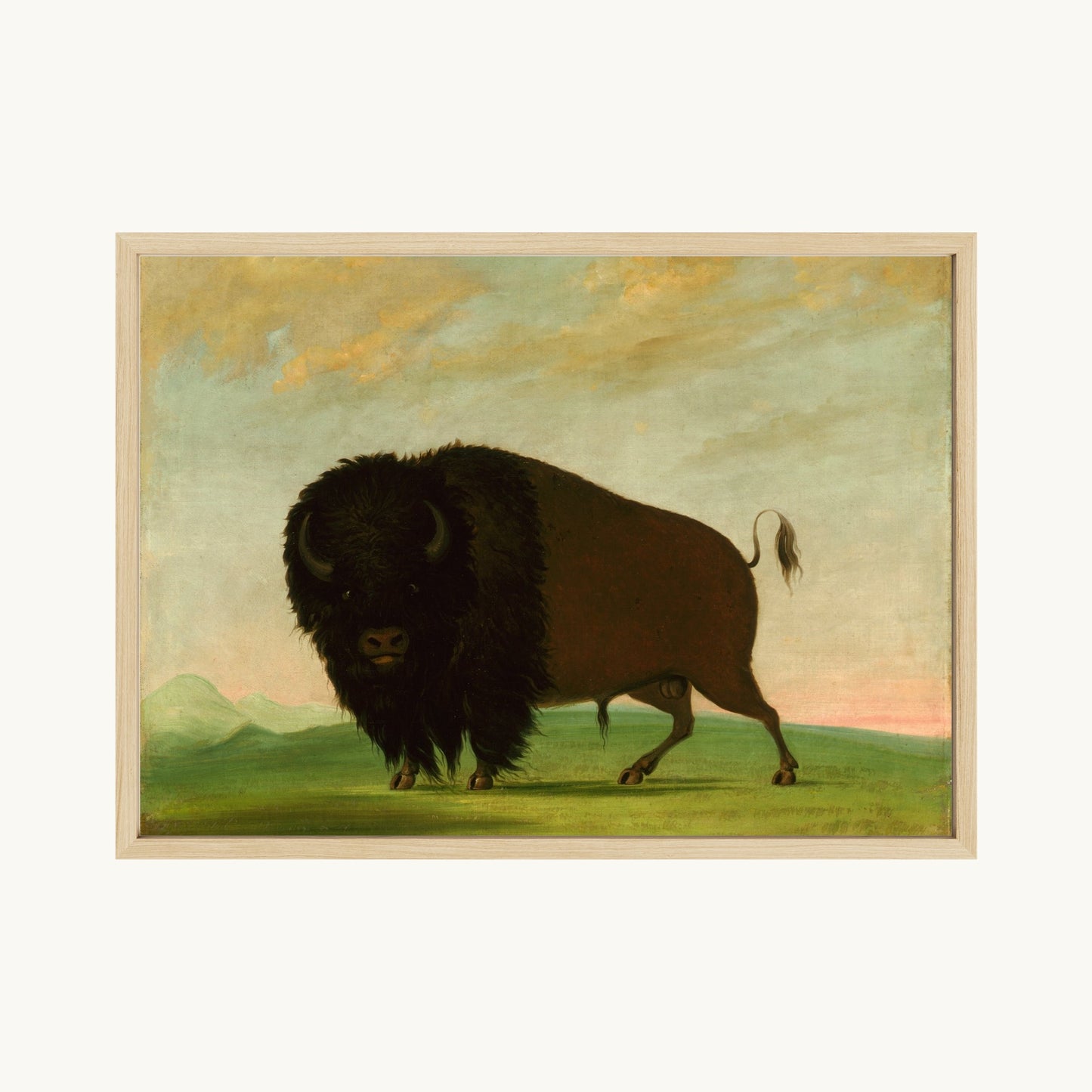 Buffalo Bull, Grazing on the Prairie