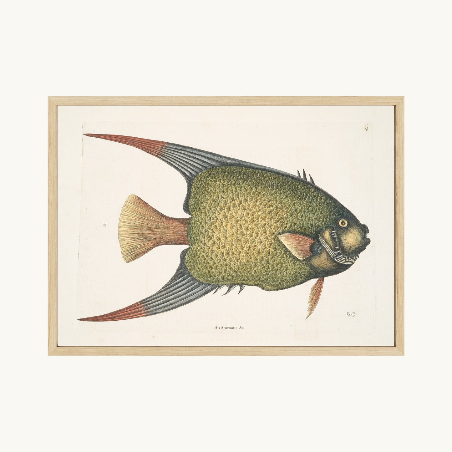 An Acarauna