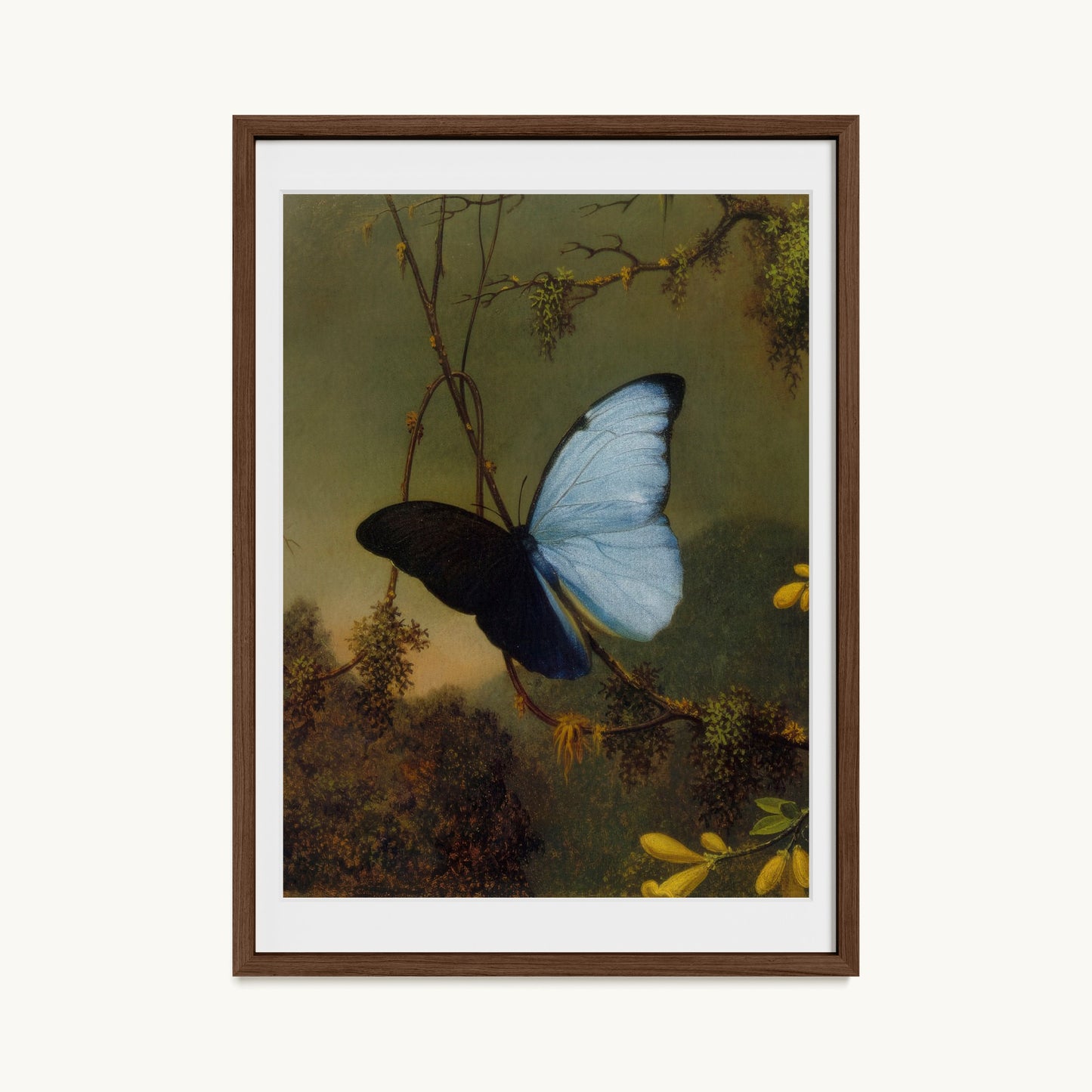 Blue Morpho Butterfly