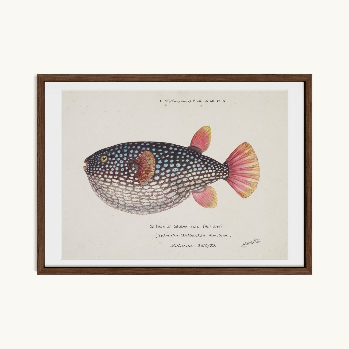 Arothron gillbanksii (Gillbanks' Globe Fish)