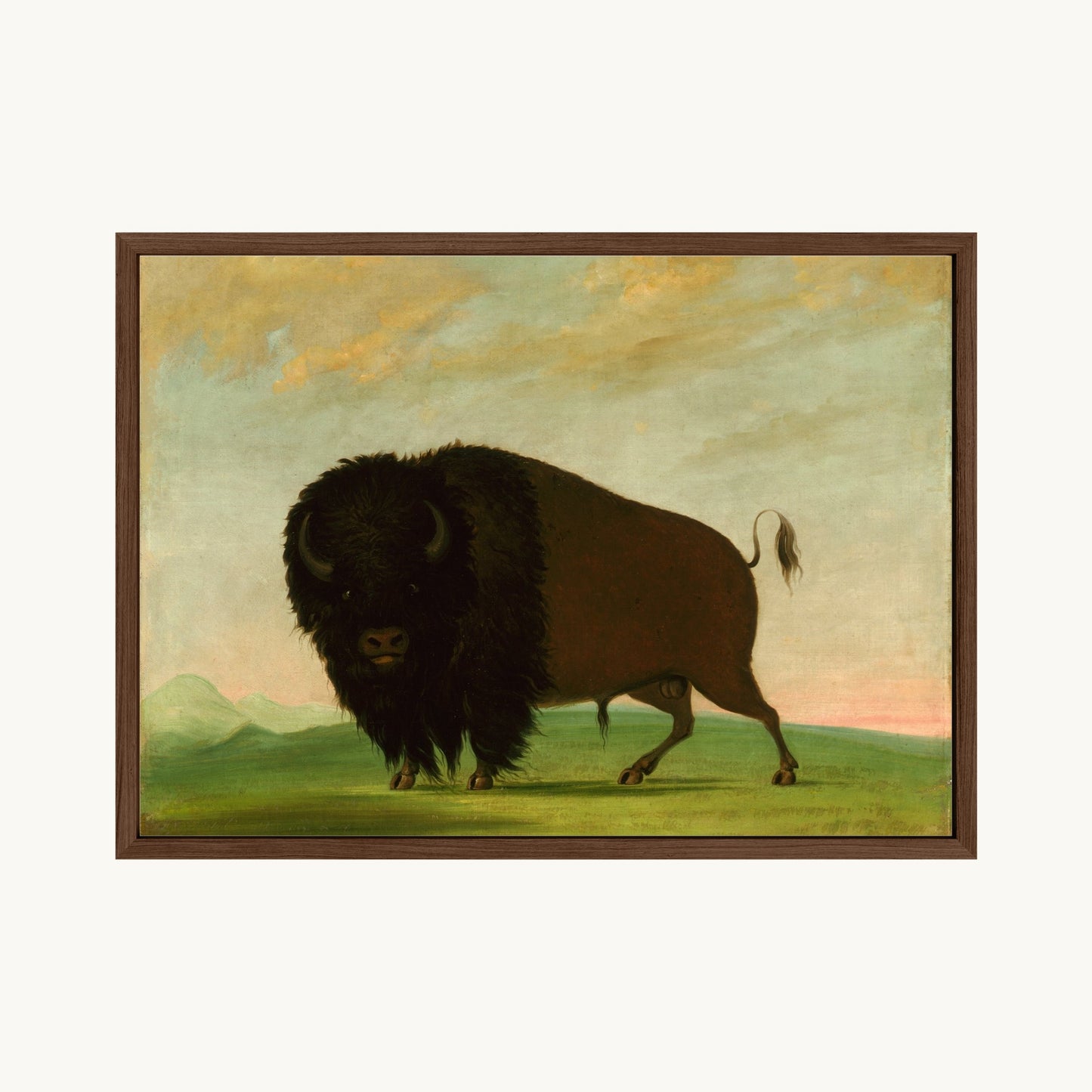 Buffalo Bull, Grazing on the Prairie