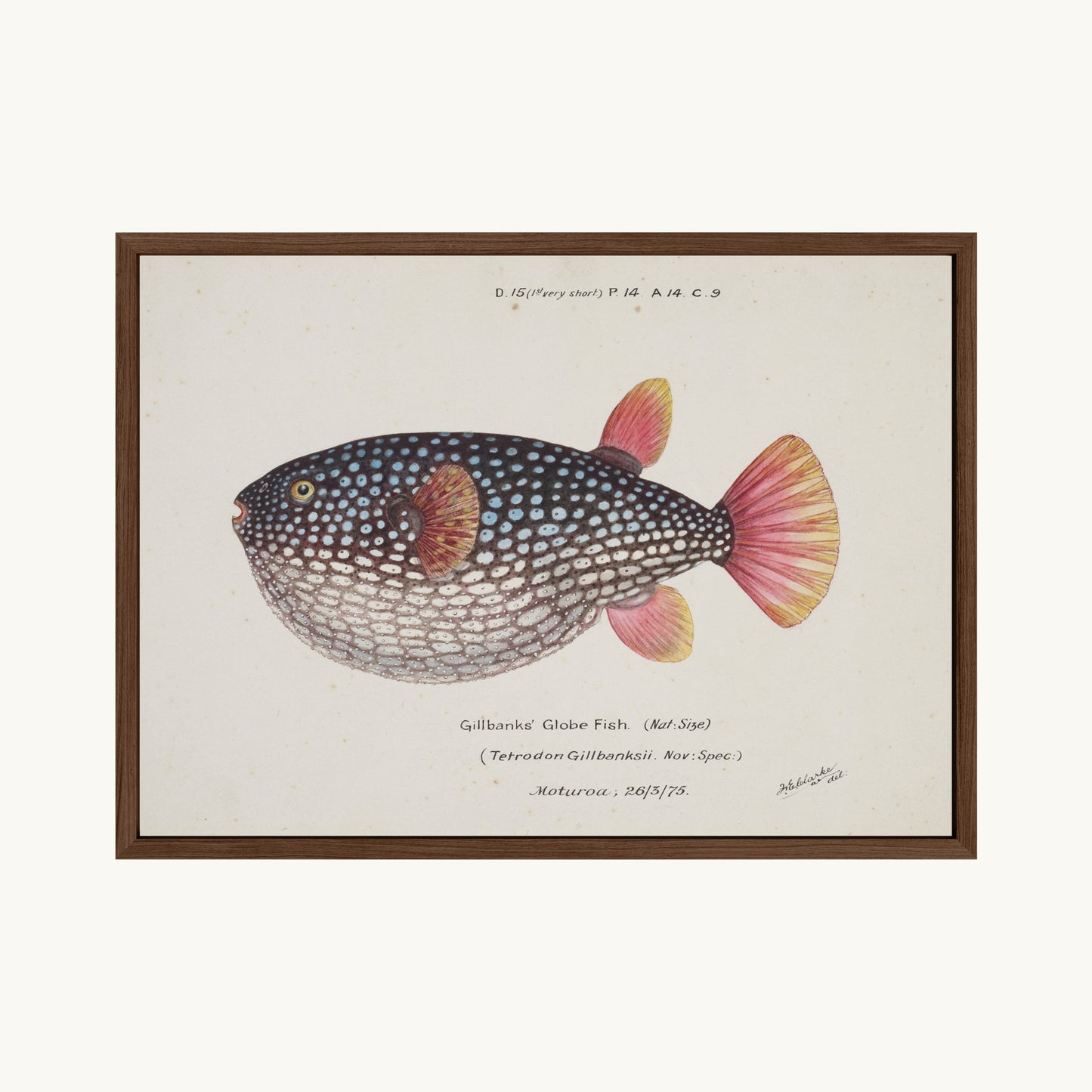 Arothron gillbanksii (Gillbanks' Globe Fish)