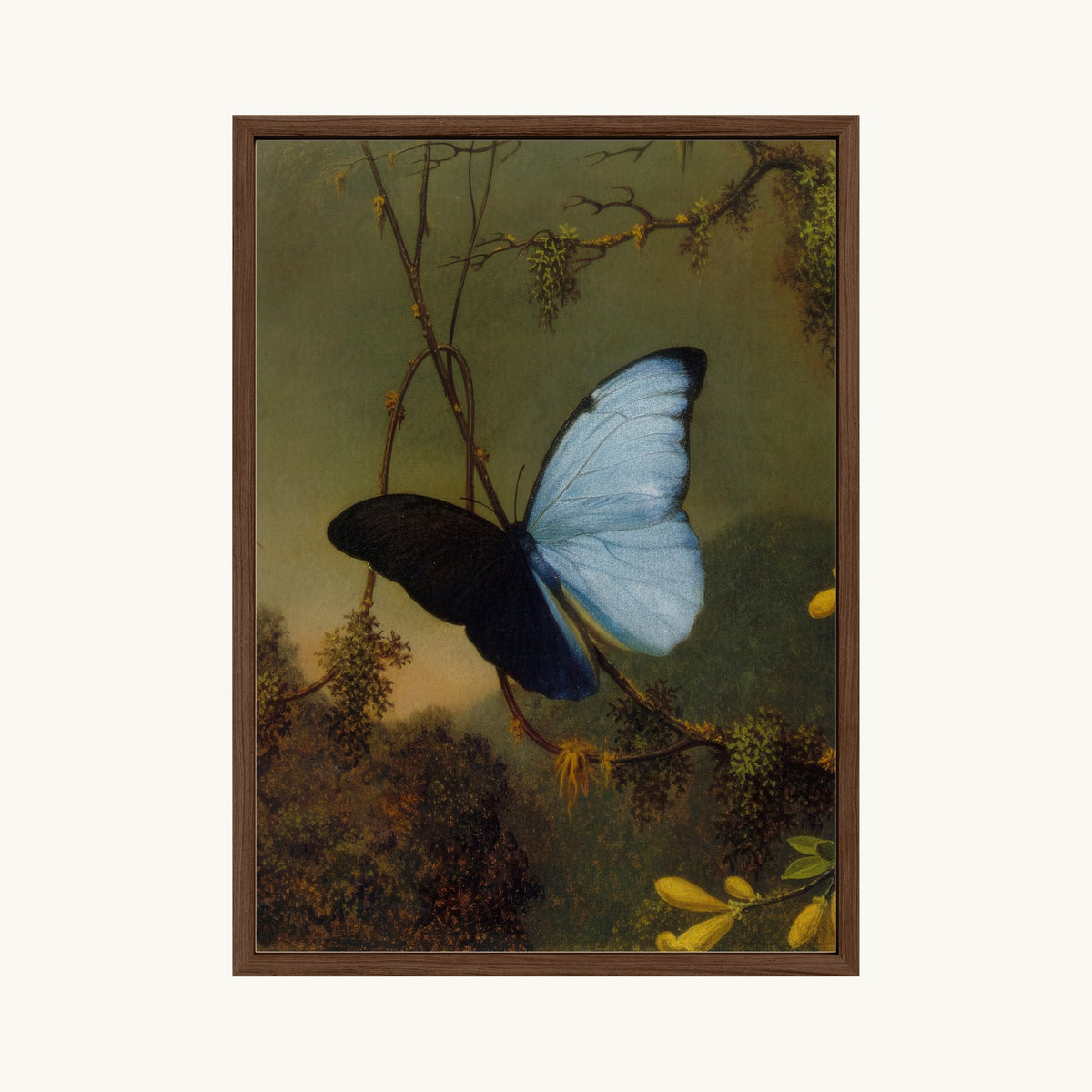 Blue Morpho Butterfly