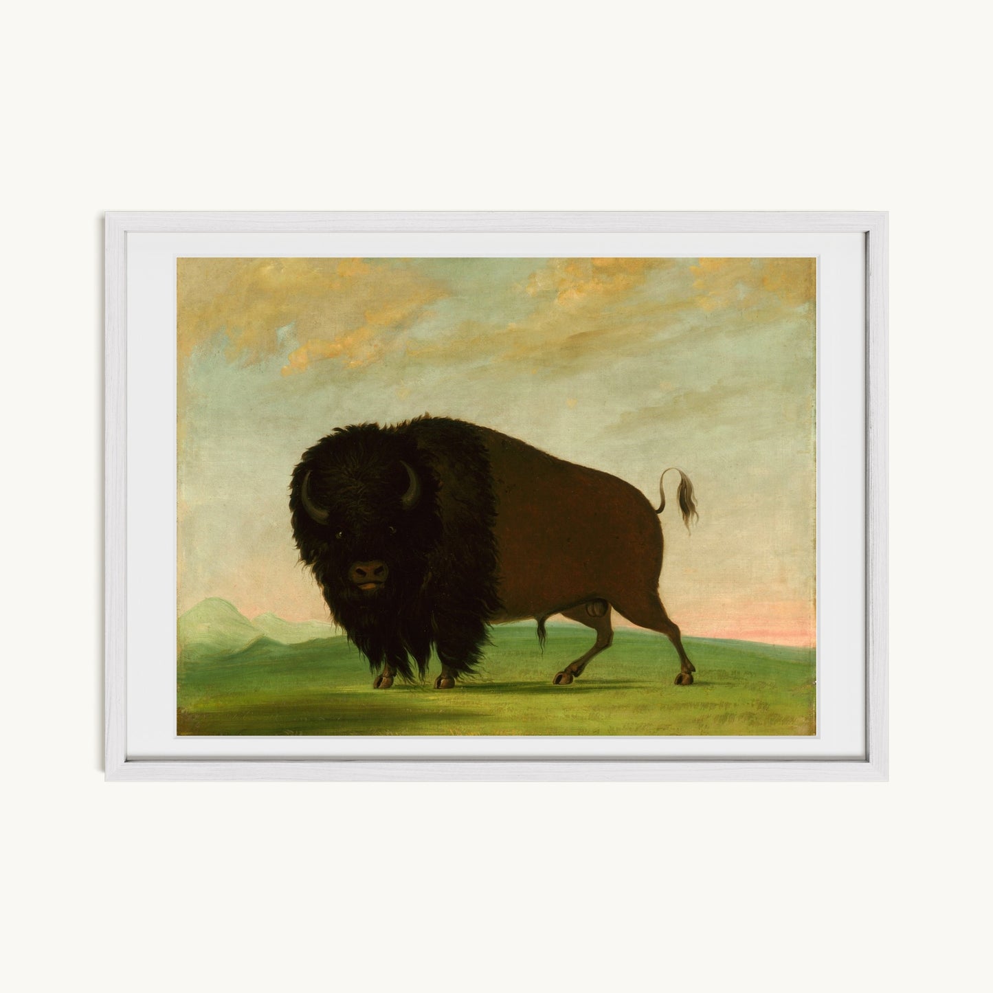 Buffalo Bull, Grazing on the Prairie