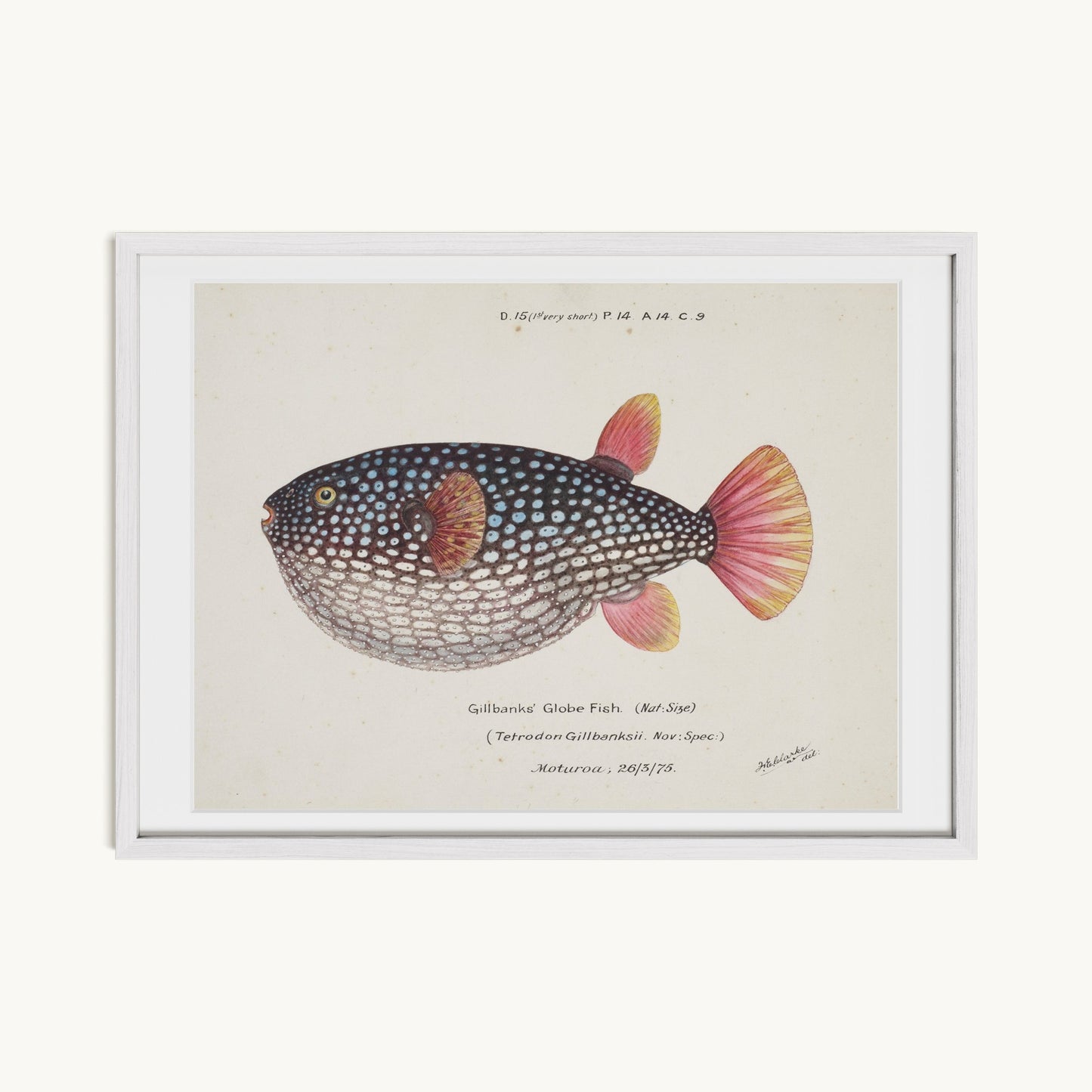 Arothron gillbanksii (Gillbanks' Globe Fish)
